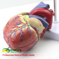 HEART03 (12479) Modelo Anatomia do Coração Humano em Tamanho Real Completo, 2 Partes, Modelos de Anatomia&gt; Modelos de Coração